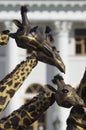 Three mechanical giraffes in the background of Elagin Palace