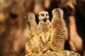 Three meercats on a lookout