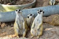 Three MeerCats Standing and Looking for something on the sand Royalty Free Stock Photo