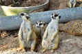 Three MeerCats Standing and Looking for something on the sand