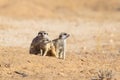 Three Meerkats in desert Royalty Free Stock Photo