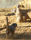 Three Meerkats on Guard duty Royalty Free Stock Photo