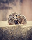 Three meerkats huddle together