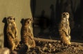 Three Meerkats Looking At Different Directions Royalty Free Stock Photo