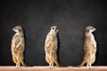 Three Meerkats Looking in Different Directrions Royalty Free Stock Photo