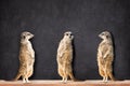 Three Meerkats Looking At Each Other Against Blackboard Royalty Free Stock Photo