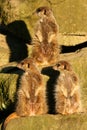 Three meerkats looking in the same direction