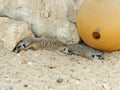 Three Meerkats resting