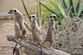 Three meerkats standing