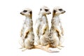 Three meerkats standing together