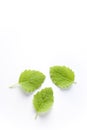 Three Melissa Officinalis Leaves Royalty Free Stock Photo