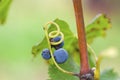 Three Merlot grapes on the vine and tendril.Selective focus Royalty Free Stock Photo