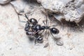 Three Messor barbarus ants figting on a concrete floor