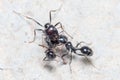 Three Messor barbarus ants figting on a concrete floor