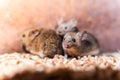 Three mice close-up in grain storage Royalty Free Stock Photo