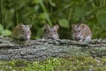 Three mice in the forest Royalty Free Stock Photo
