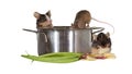 Three mice investigating the kitchen Royalty Free Stock Photo