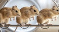 three mice are running through a circle, Gerbils running on an exercise wheel Royalty Free Stock Photo