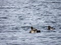 Three migrating ducks swim together in a Colorado lake