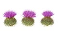 Three milk thistle flowers isolated on white background
