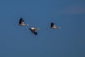 Three milky stork flying together