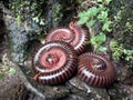 Three millipedes that are coiled to hide from their enemies