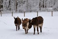 Miniature Donkeys in a Snowy Pasture