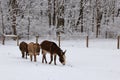 Miniature Donkeys in a Snowy Pasture