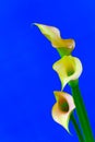 Three mini peach calla lillies against bright blue background Royalty Free Stock Photo