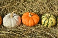 Three mini pumpkins on straw background Royalty Free Stock Photo