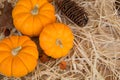 Three Mini Pumpkins Royalty Free Stock Photo