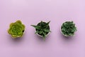 Three mini succulents in pot on violet background Top view Flat lay