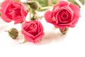 Three miniature pink rosebuds Royalty Free Stock Photo