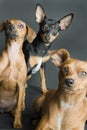 Three Miniature Pinschers Royalty Free Stock Photo