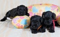 Three Miniature Schnauzer puppy on cushion