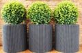 Three modern pots with spherical trimmed decorative Buxus tree .