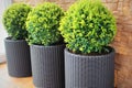 Three modern pots with spherical trimmed decorative Buxus tree .