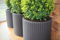 Three modern pots with spherical trimmed decorative Buxus tree .