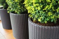 Three modern pots with spherical trimmed decorative Buxus tree .