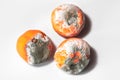 Three moldy oranges on a white surface Royalty Free Stock Photo