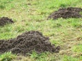 Three Molehill on a meadow Royalty Free Stock Photo