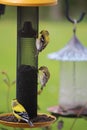 Three molting male American Goldinch birds on a feeder Royalty Free Stock Photo