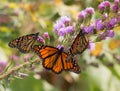 Three Monarch Butterflies Enjoying Liatris Flowers