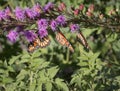 Three Monarch Butterflies Hanging From Liatris