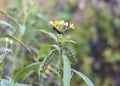 Three Monarch Butterfly Caterpillars in Milkweed flowers Royalty Free Stock Photo