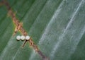 Three Monarch butterfly eggs on a leaf