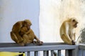 Three monkey sit relax on water dam and nature