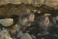 Three monkey waiting for food