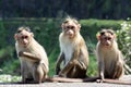 Three Monkeys Royalty Free Stock Photo