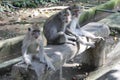 Three monkeys on a bench